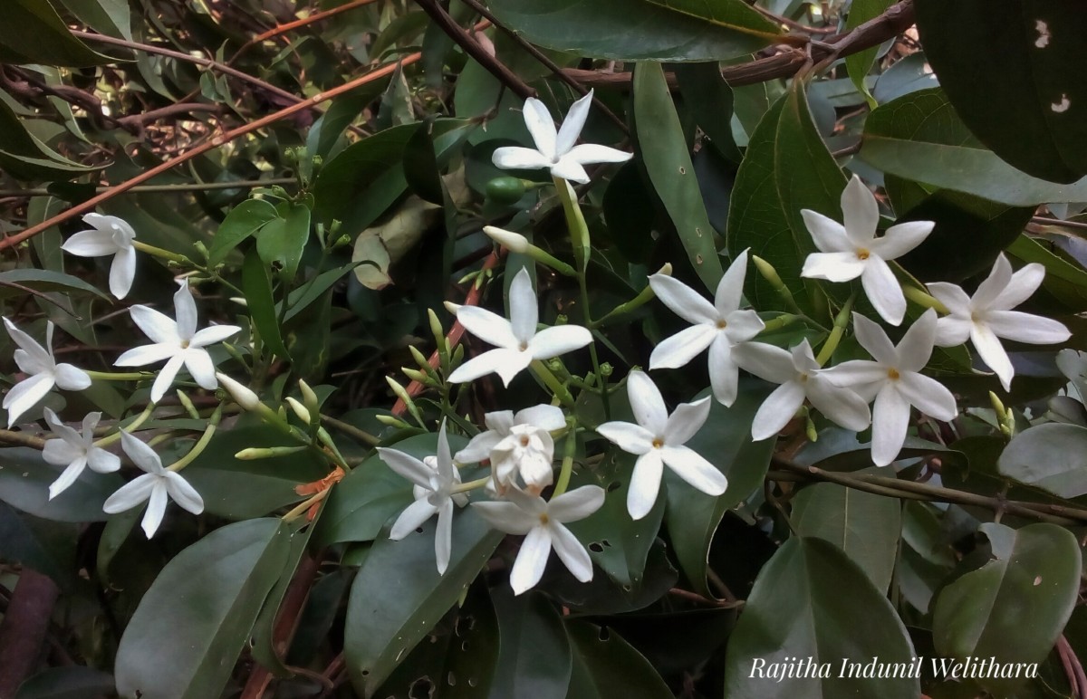 Jasminum flexile Vahl